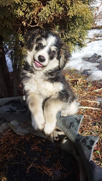 Очаровательная щенок-девочка ищет дом :)