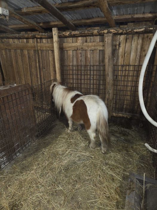 Vand poneita talie mica