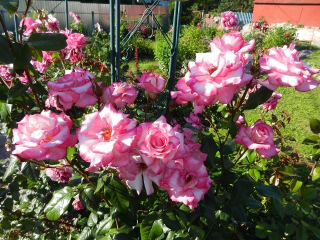 магазин "Сад - Огород - Цветы"