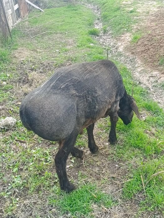 1ta qo'y qo'chqor кучкор qoldi