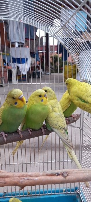 Papagali perusi si rossela