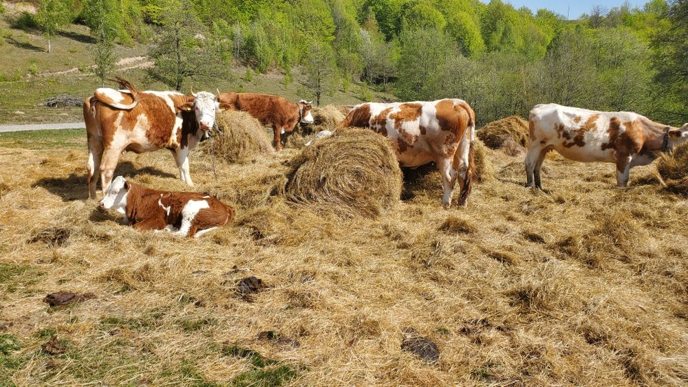 De vanzare ferma 19 vaci si 7 vitei