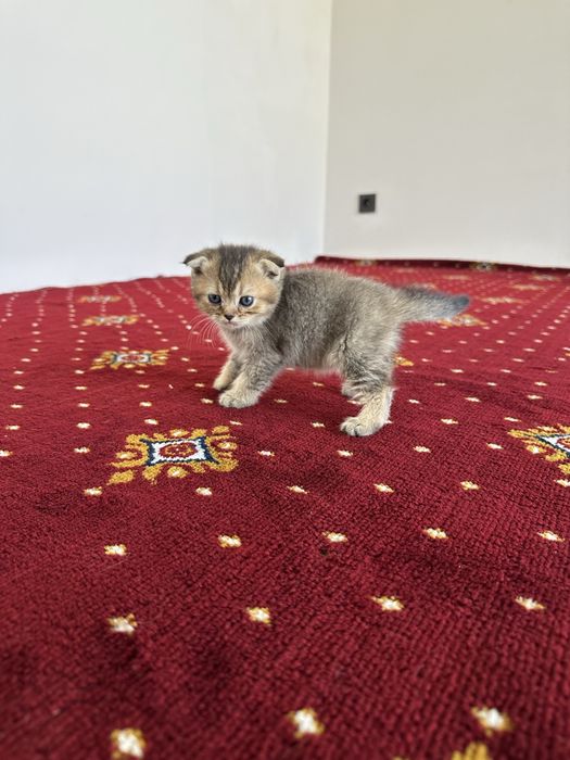 Scottish fold и Scottish straight настоящий