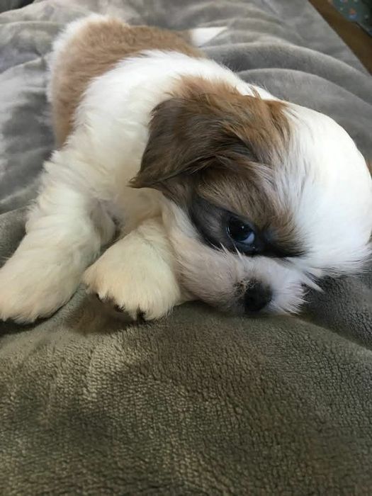 Shih-tzu talie mica mini toy