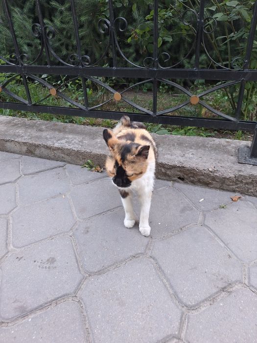 Кошка беременная