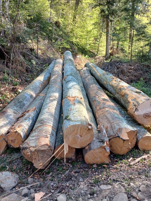 Cherestea netivita fag, bustean gater fag