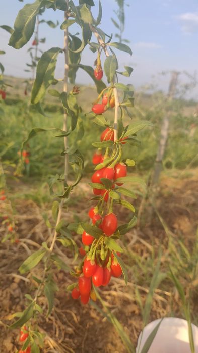 Goji Berry gustoare și aromate