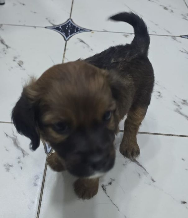 Отдам щенков бесплатно