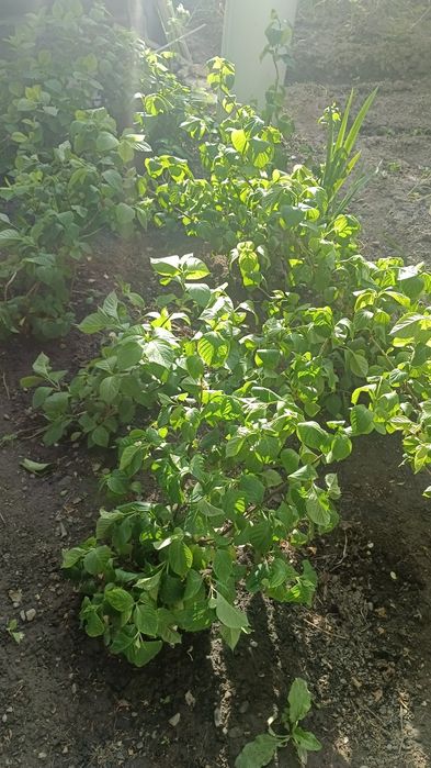 Гортензия Талгар