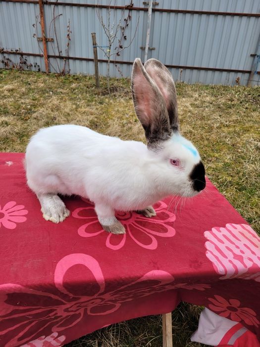 Iepuri Uriaș de Transilvania