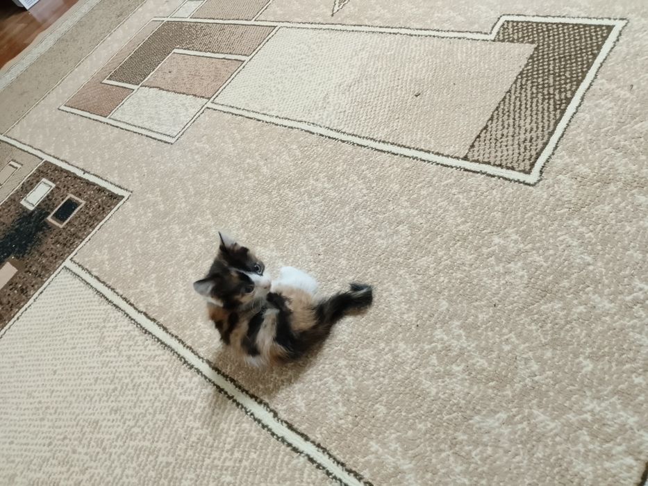 Продам домашнего котенка