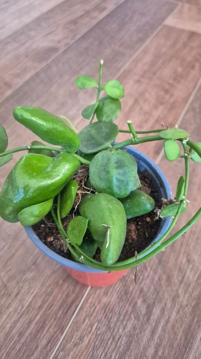 Дисхидия major rattle skills