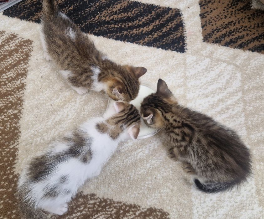 Отдадим котят за пачку корма