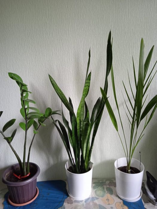 Продаются цветы