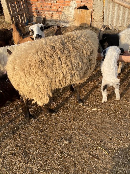 berbec tigaie cu suffolk de un an