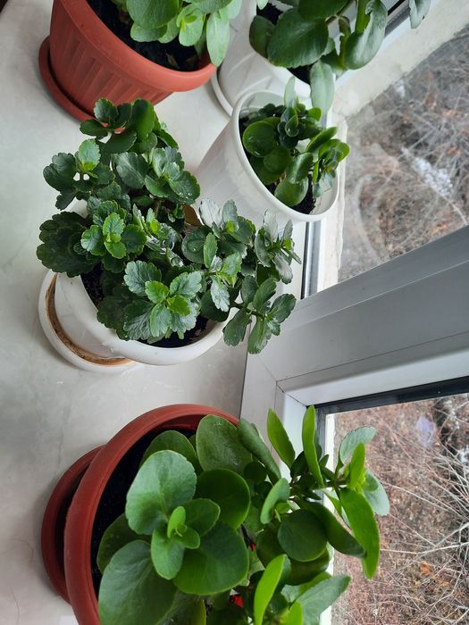 Комнатные горшки