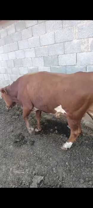 Продам бычки. Букашыктарды сатамын