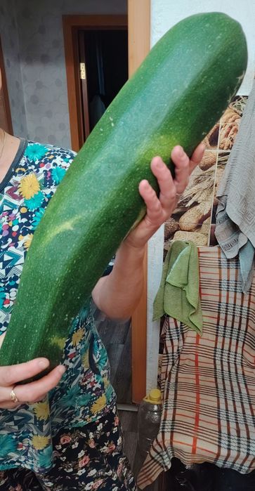 Кабачки продам...
