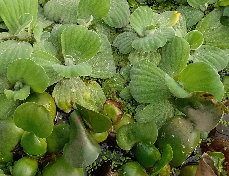 Pistia Salata de Nil , Zambile de apa amazoniene