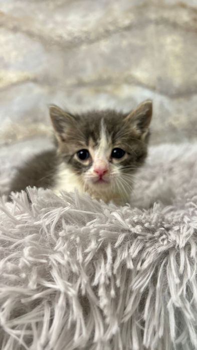 Котята  в добрые руки