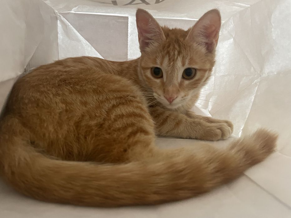 Кошка 6 месяцев девочка