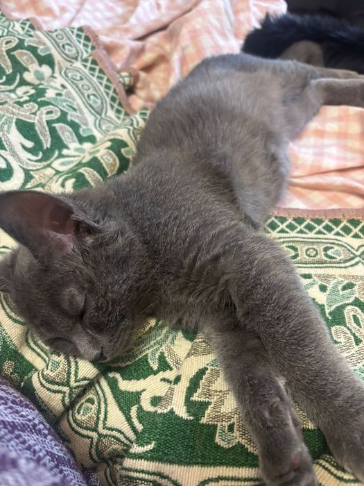 Котенок в добрые руки