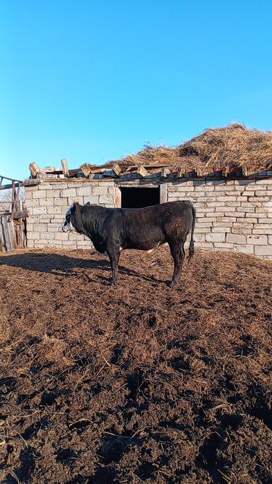 Продам быка молодняк