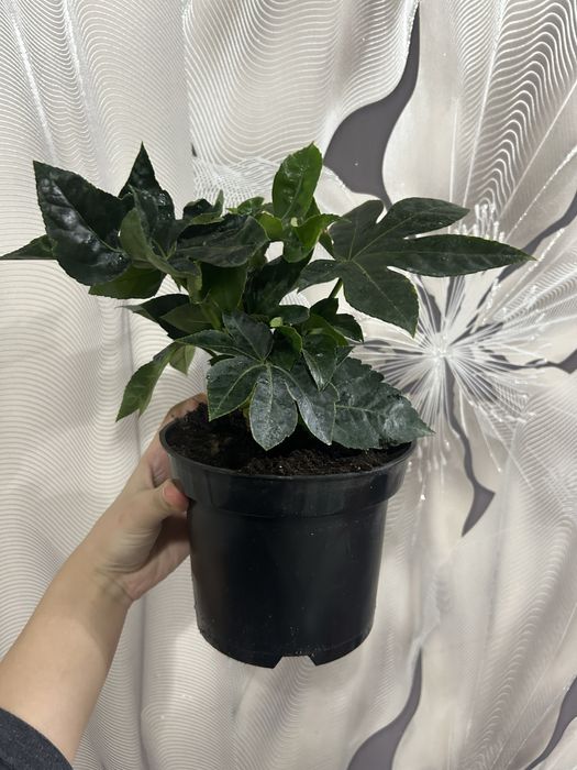 Комнотные цветы  8 марта