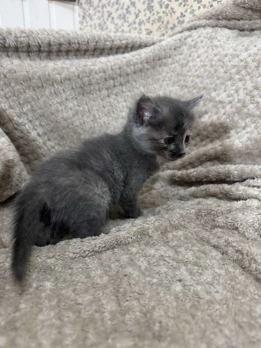 Котята отдам в добрые руки !