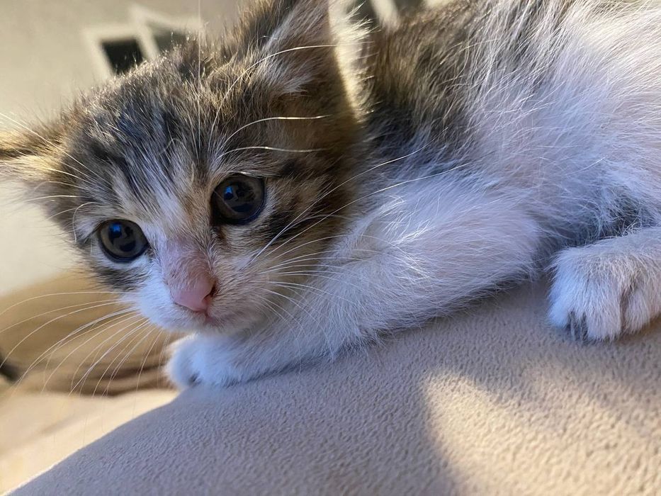 Котёнок чистый и домашний