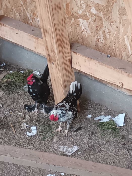 Cocoșei pitici de vanzare