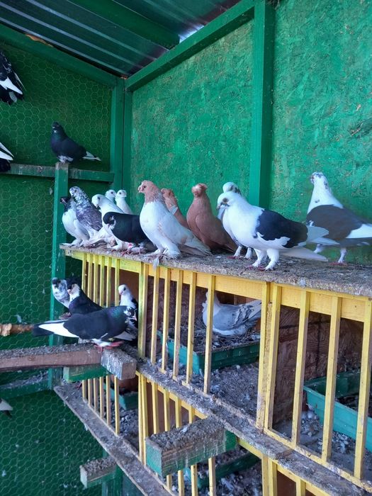 Vand/schimb gălățeni