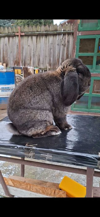 Iepuri Rasa Marele Berbec German