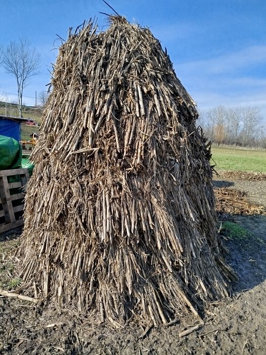 Coceni la snop de vinzare