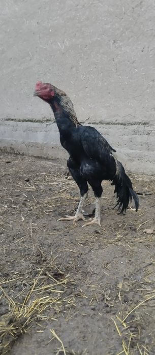 Xoʻroz bir yosh korea shamo