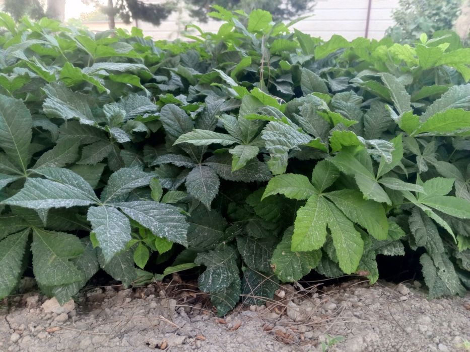 Каштан кучат сотилади