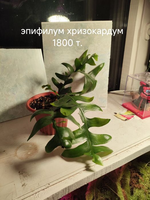 Комнатные, красивые цветы
