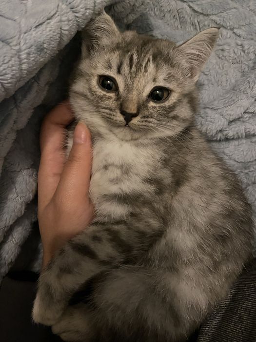Котенок скоттиш страйт
