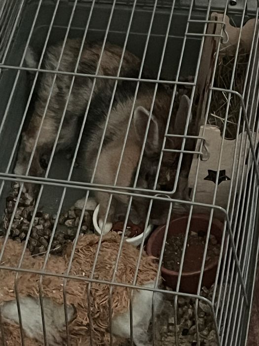 Кролик Декоративный