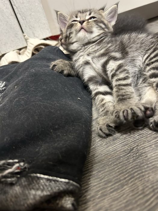 продам котят плродистых