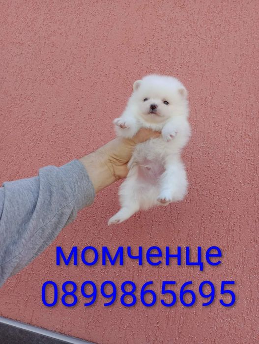 Бели мъжки и женски. Померани.