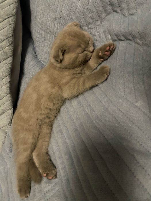 Шотландская вислоухая девочка 2 мес