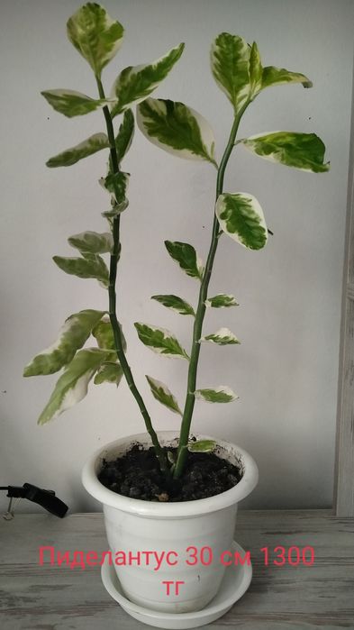 Продам комнатные цветы