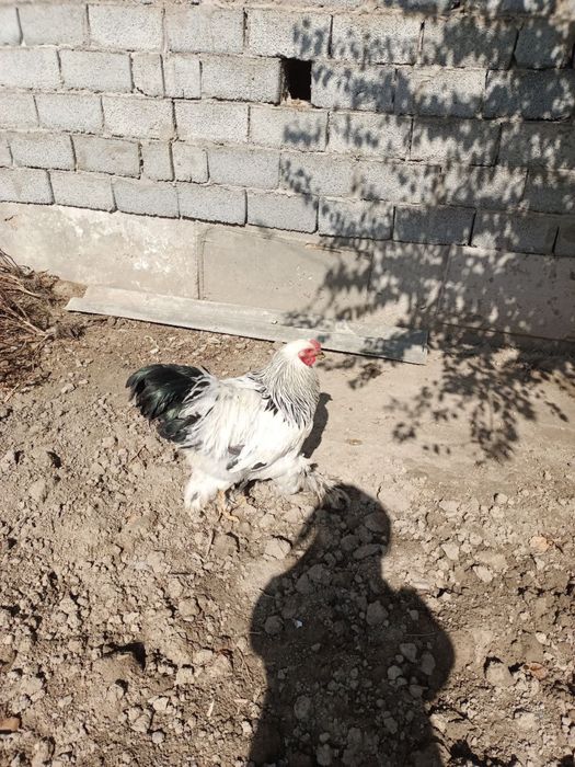 Brama tuxumlari sotiladi, sifati a’lo, manzil Bekobod shaxri