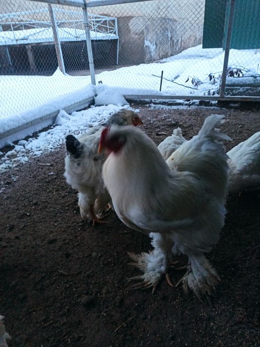 3 Бройлер петух есть домашний