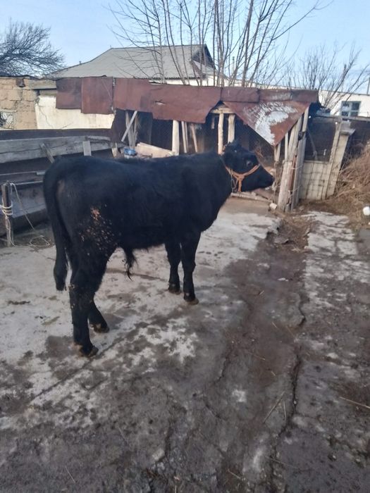 Кудайбердива 32/1