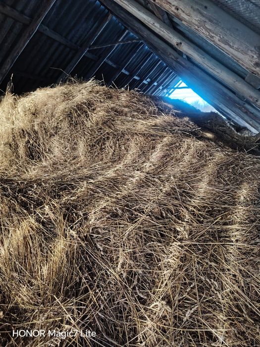 Vând fan/lucerna/otava- amestec