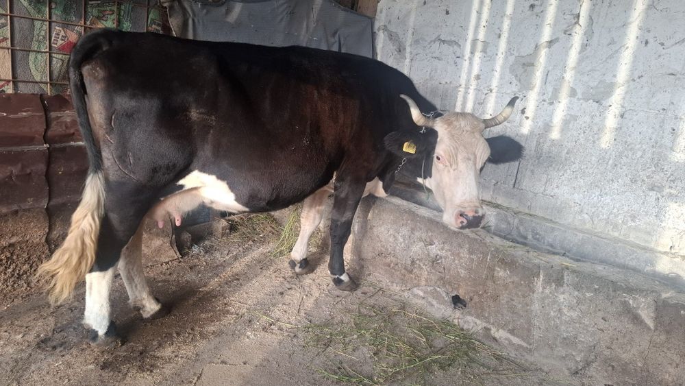 Vând vaca de taiat