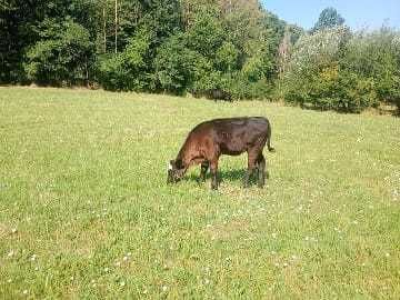 vitia metis angus