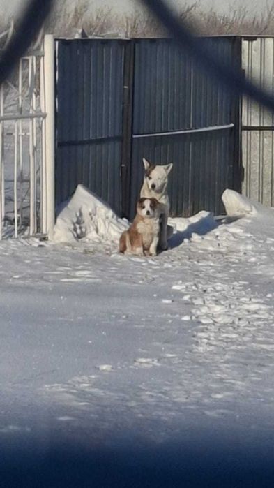 Отдам щенка в хорошие руки